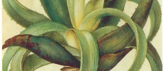 L’Aloe Vera et son gel