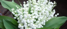 Le Muguet du 1er mai