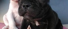Votre chien vous aime moins que sa gamelle ?